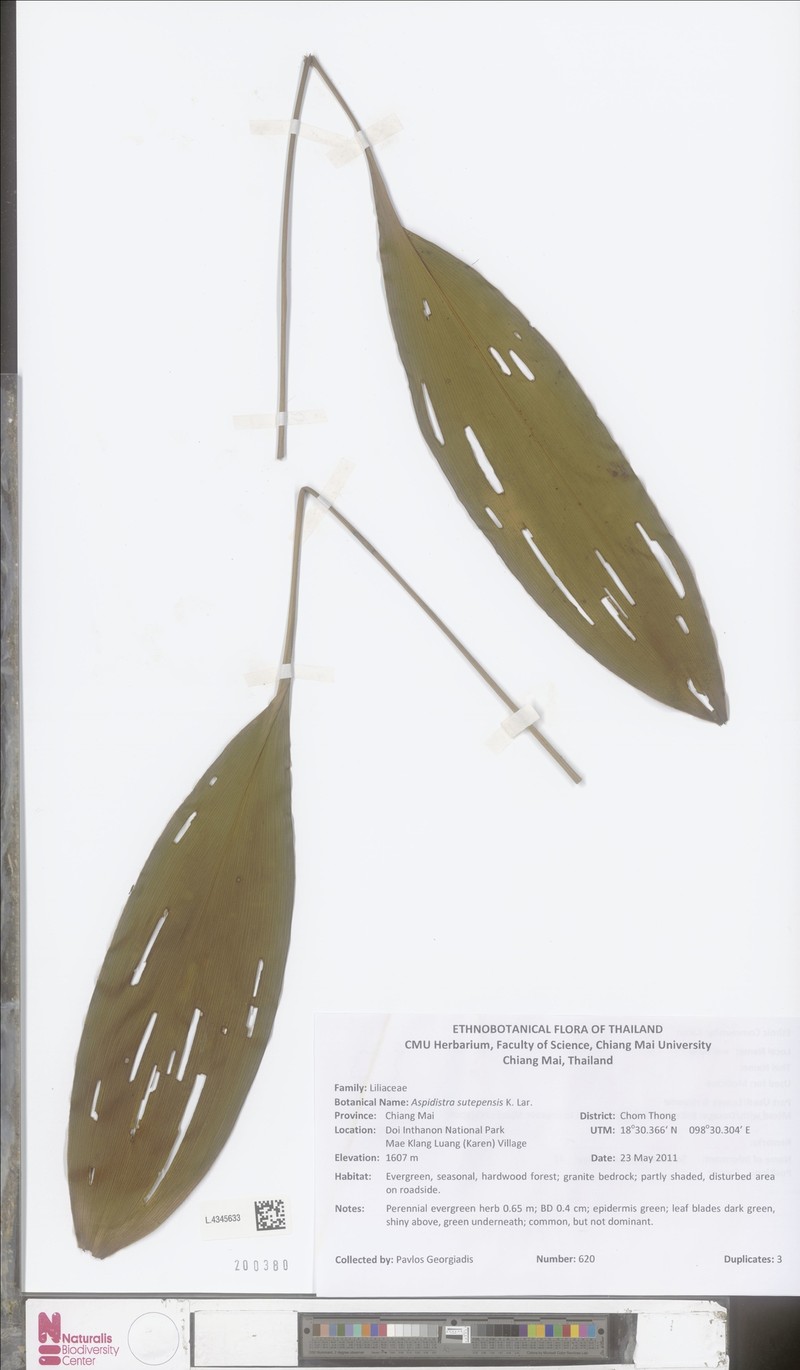 Aspidistra sutepensis
