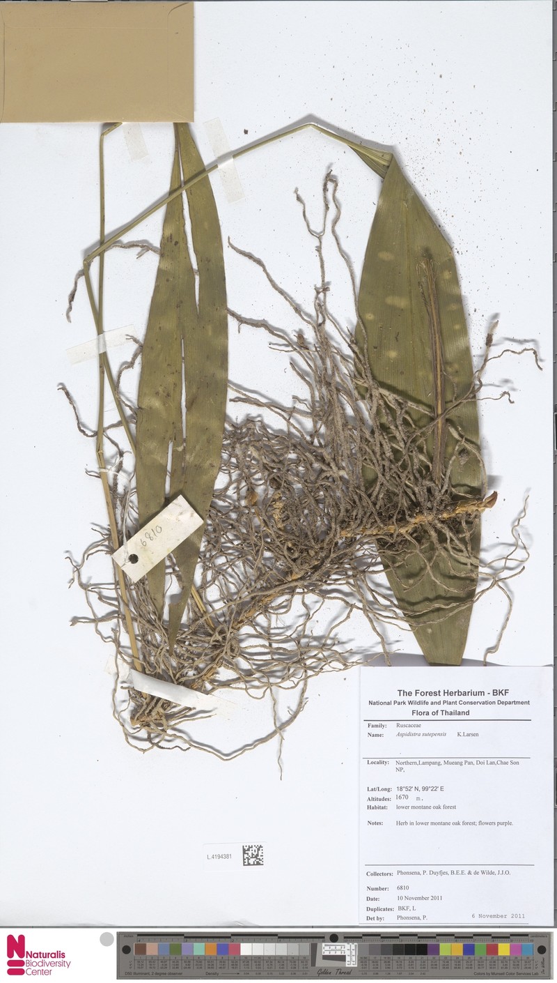Aspidistra sutepensis photo 2