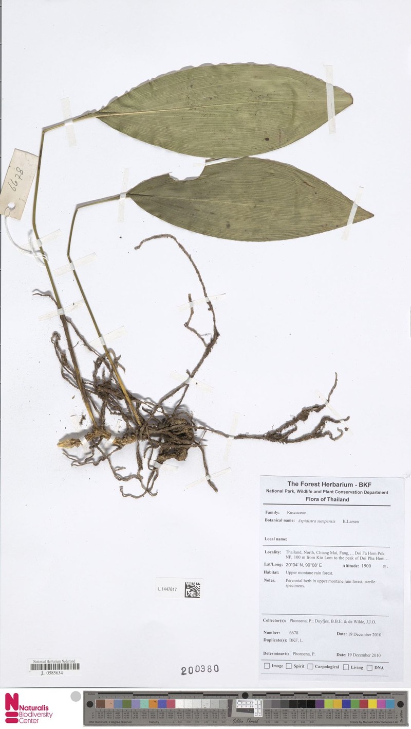 Aspidistra sutepensis photo 3