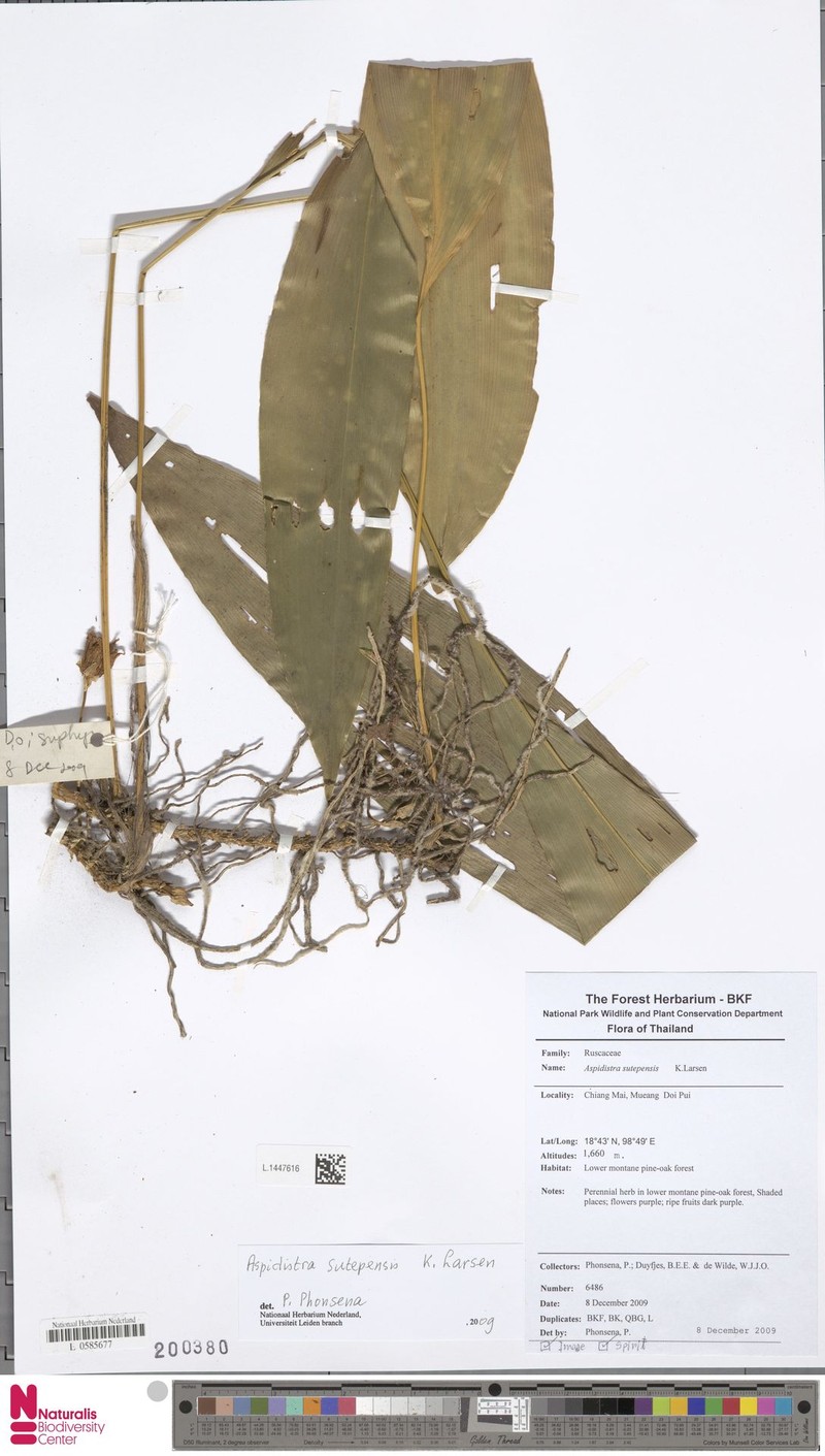 Aspidistra sutepensis photo 4