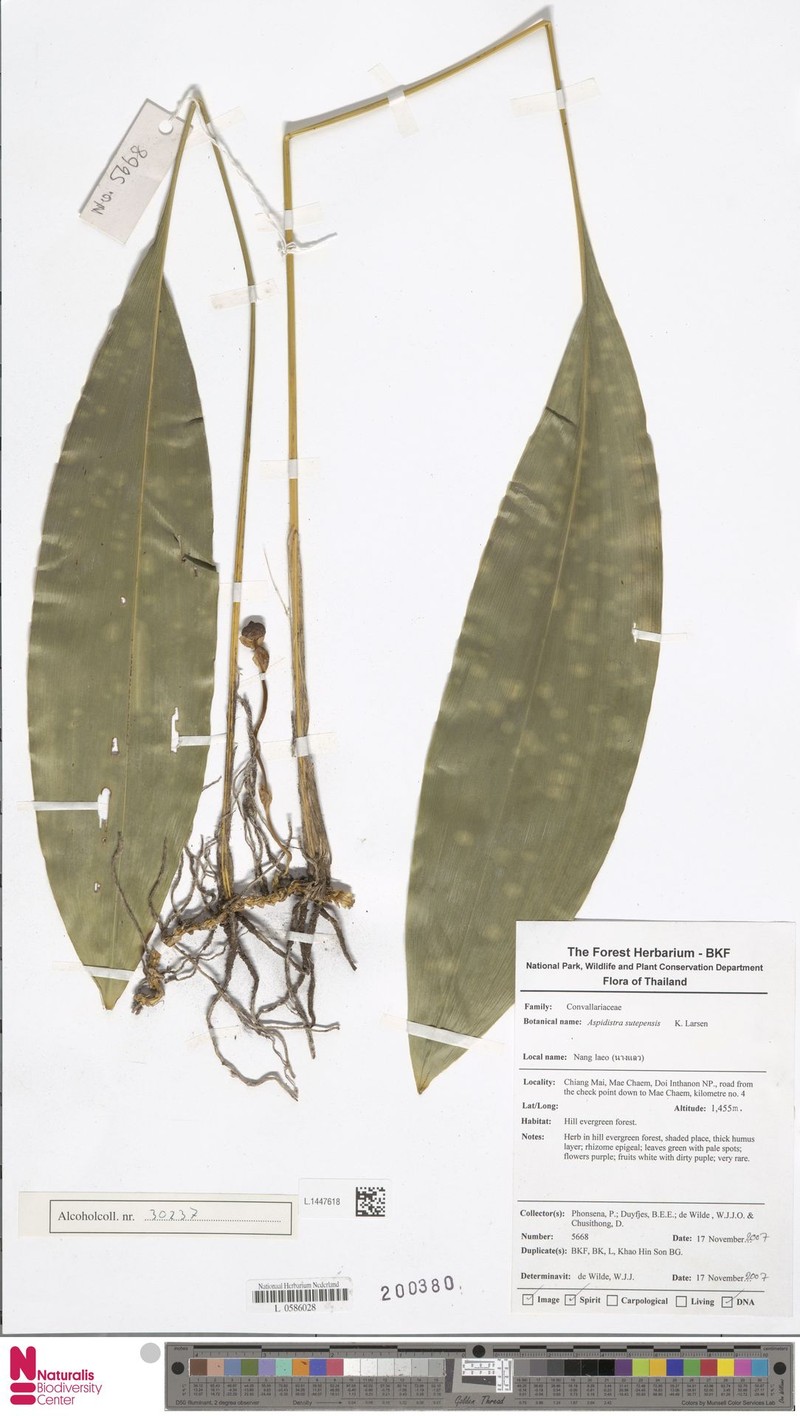 Aspidistra sutepensis photo 5