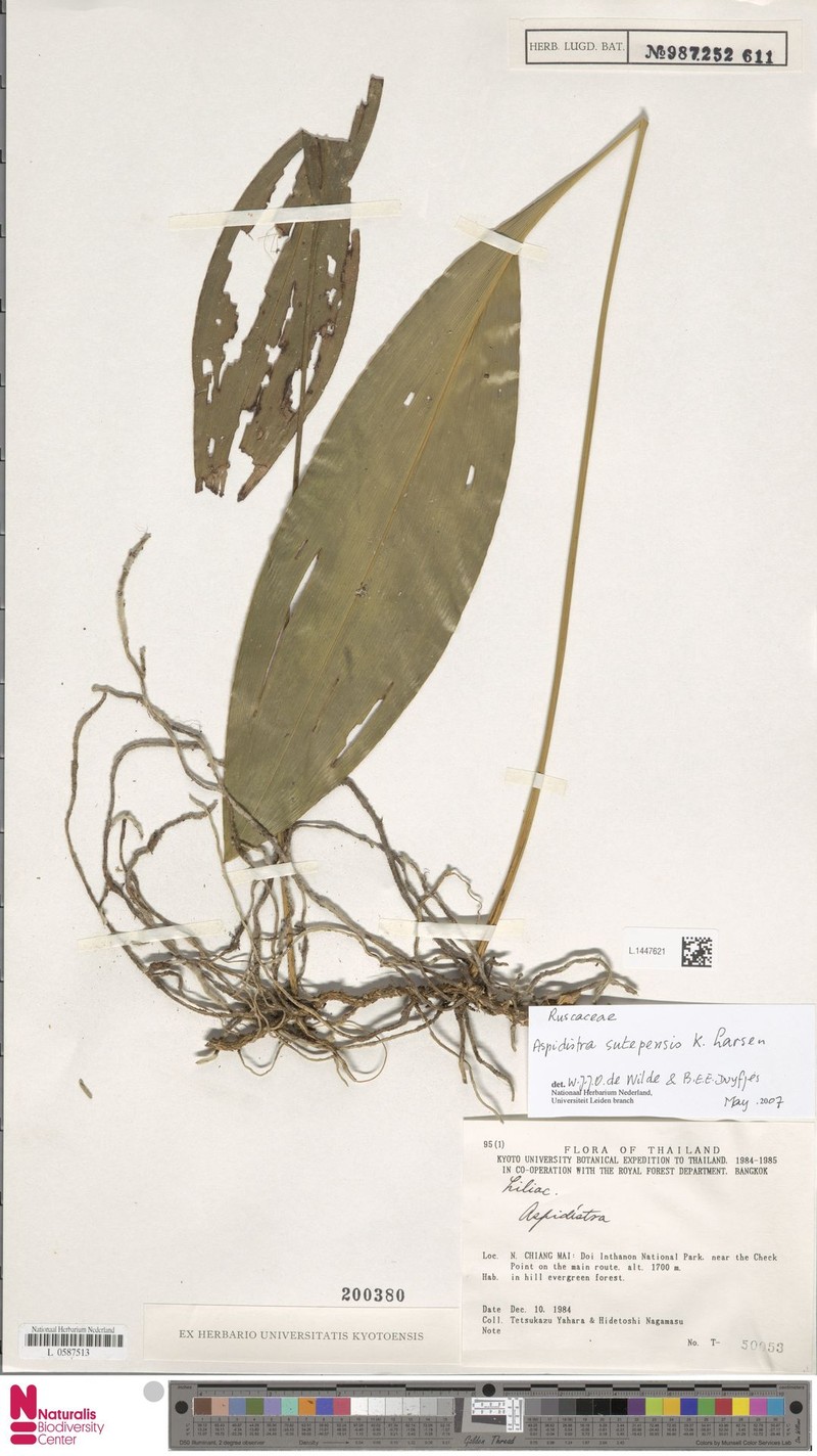 Aspidistra sutepensis photo 7