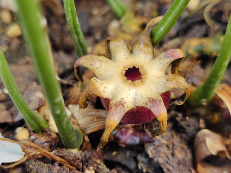 Aspidistra synpetala photo 2