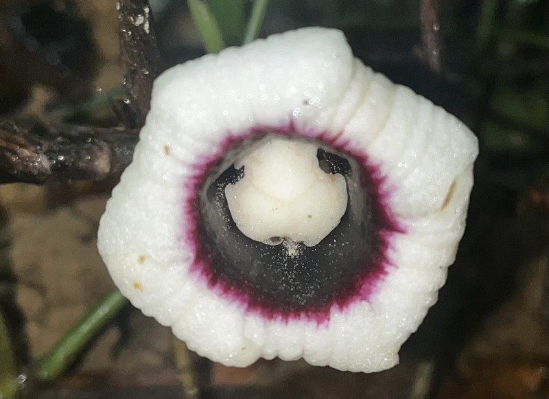Aspidistra tonkinensis