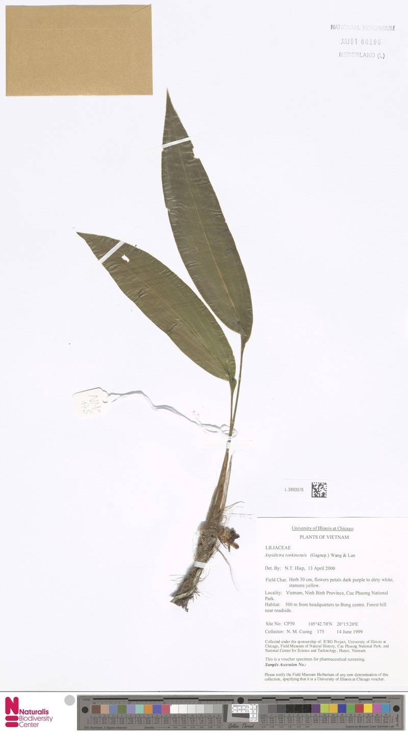 Aspidistra tonkinensis photo 2