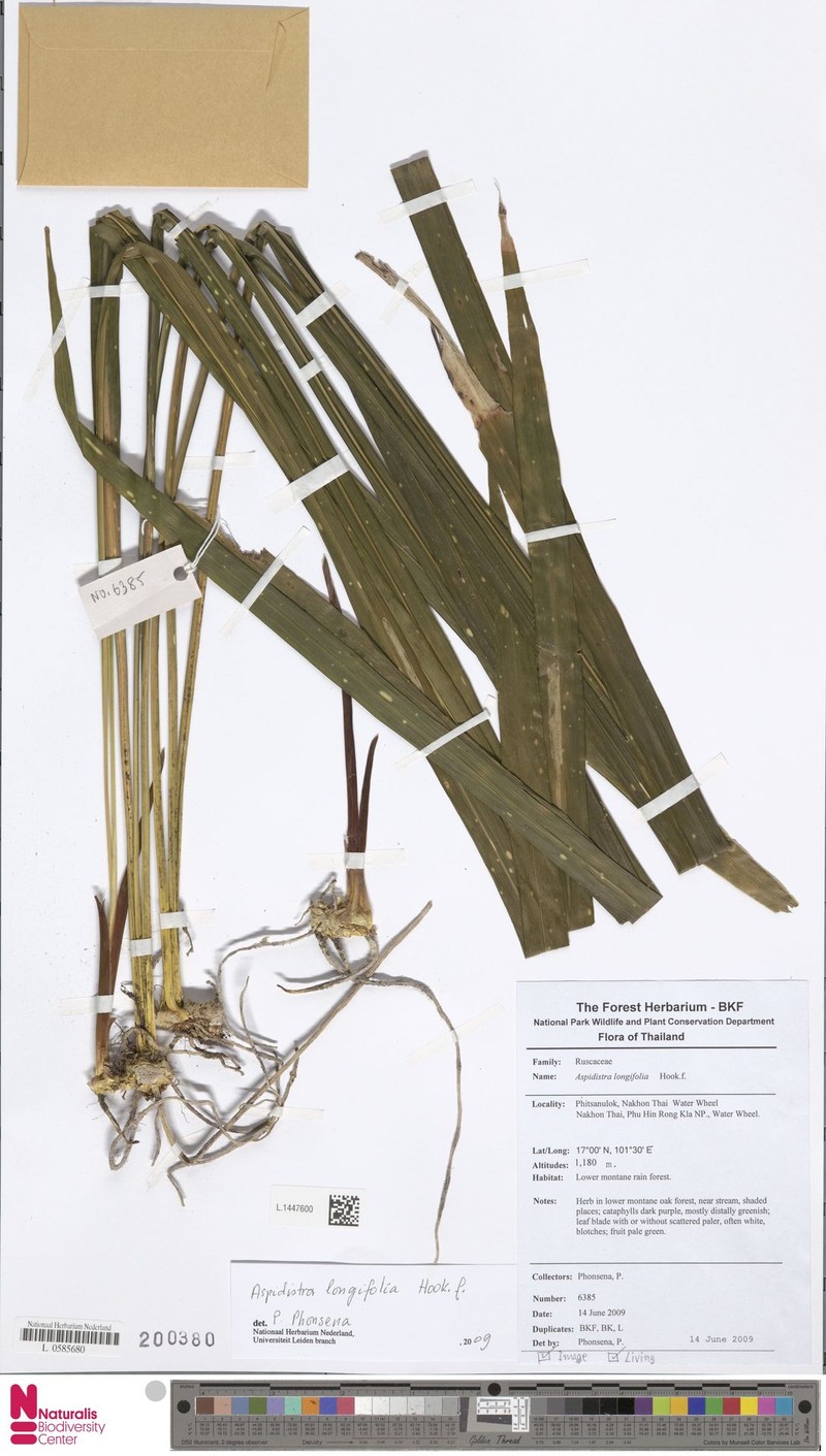 Aspidistra yingjiangensis photo 2