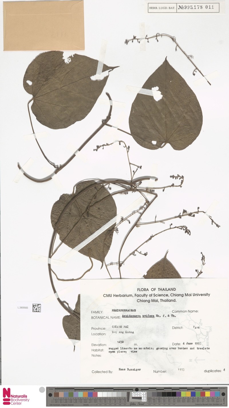 Aspidocarya uvifera