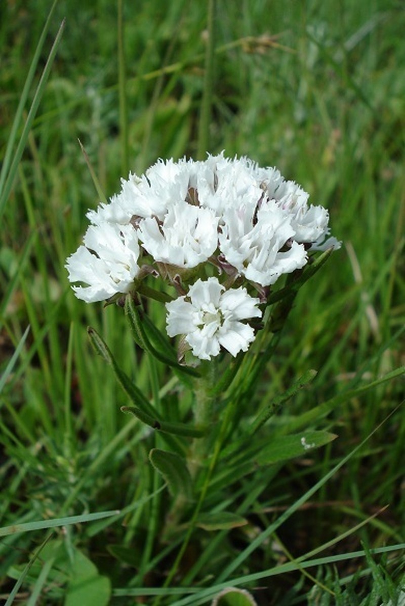 Aspidoglossum albocoronatum