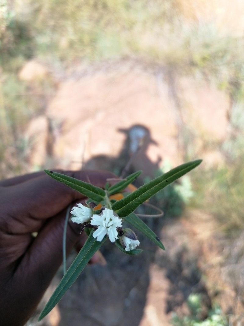 Aspidoglossum albocoronatum photo 2