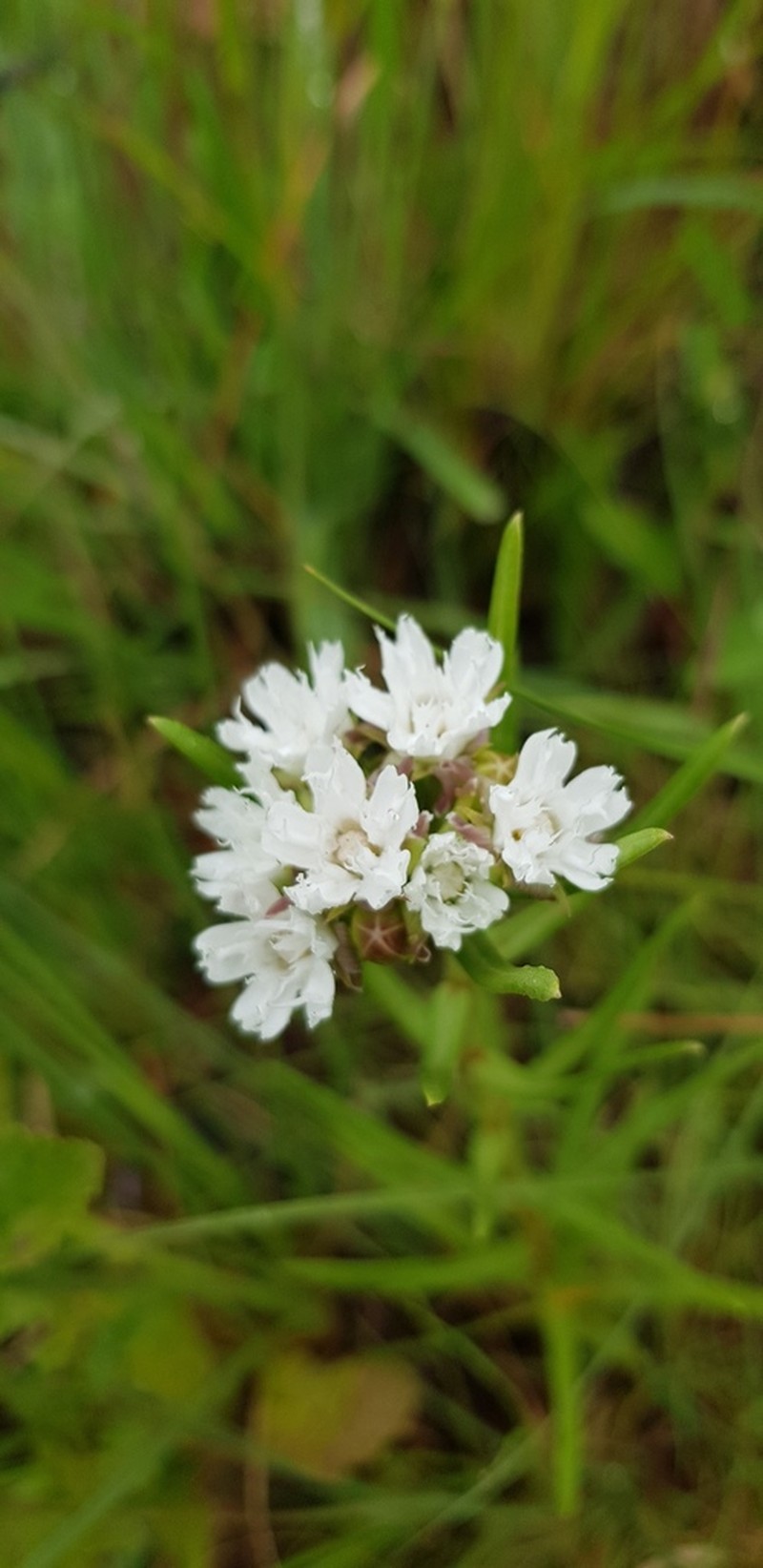 Aspidoglossum albocoronatum photo 3