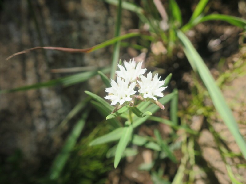 Aspidoglossum albocoronatum photo 4