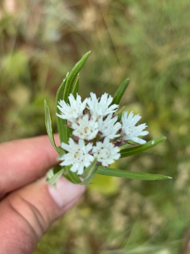 Aspidoglossum albocoronatum photo 5