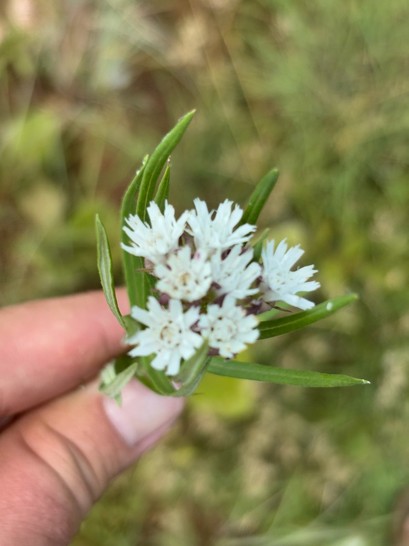 Aspidoglossum albocoronatum photo 6