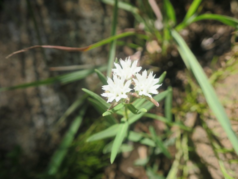 Aspidoglossum albocoronatum photo 7