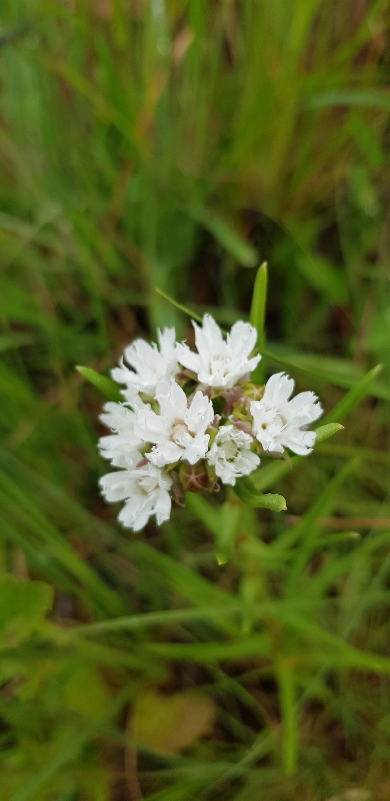 Aspidoglossum albocoronatum photo 8