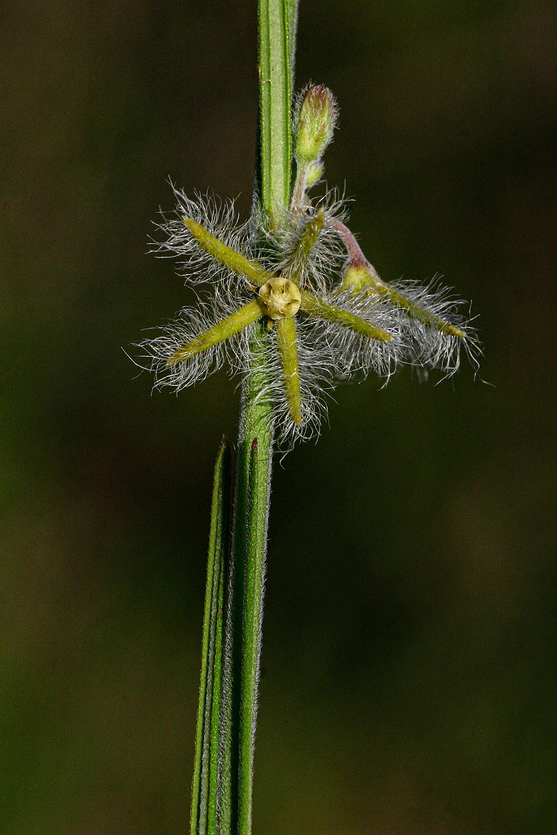 Aspidoglossum angustissimum