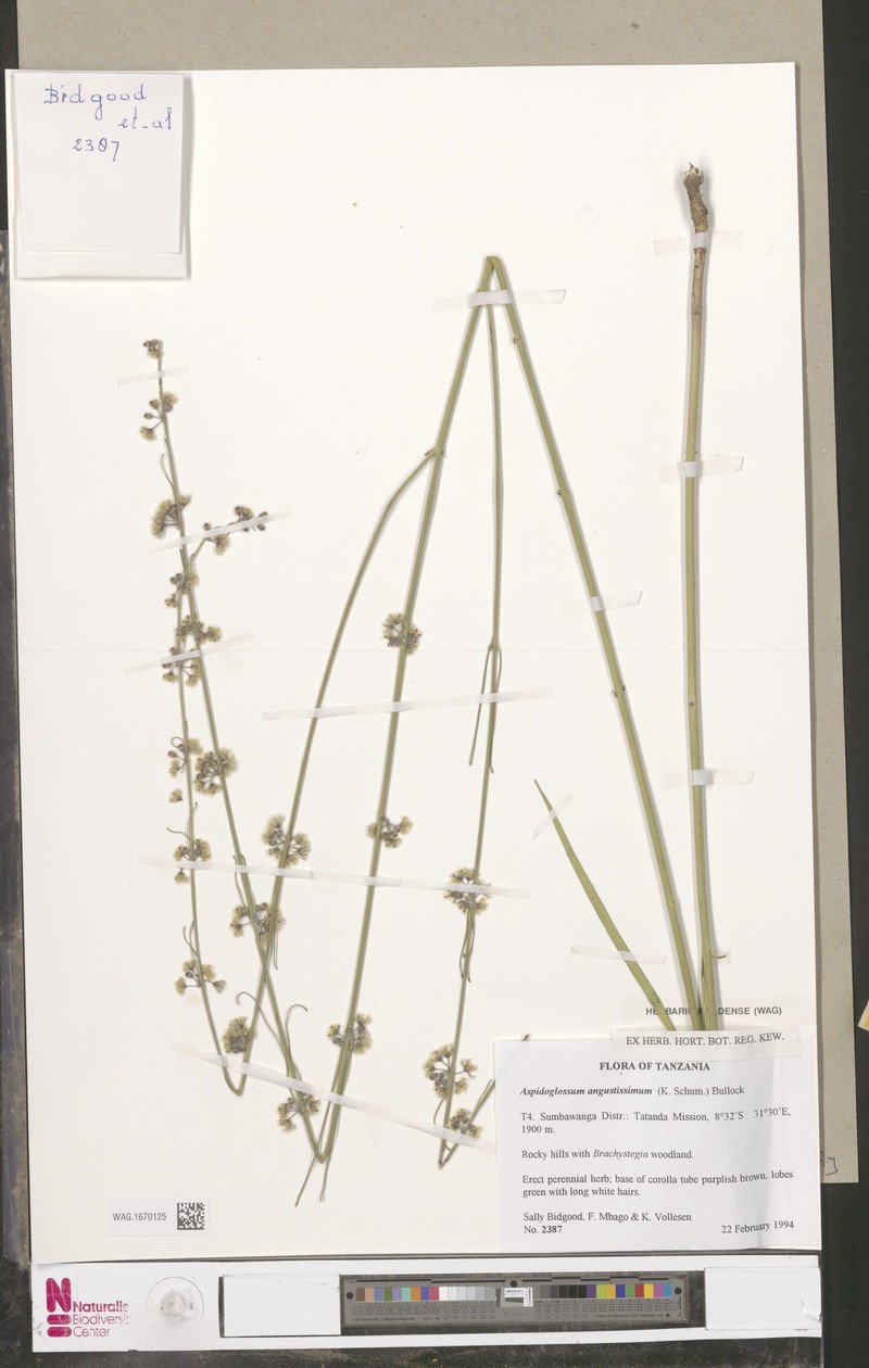 Aspidoglossum angustissimum photo 3
