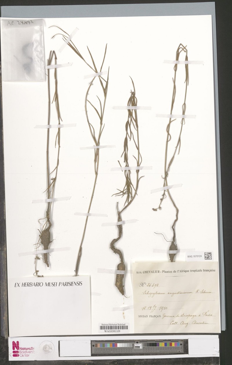 Aspidoglossum angustissimum subsp. angustissimum