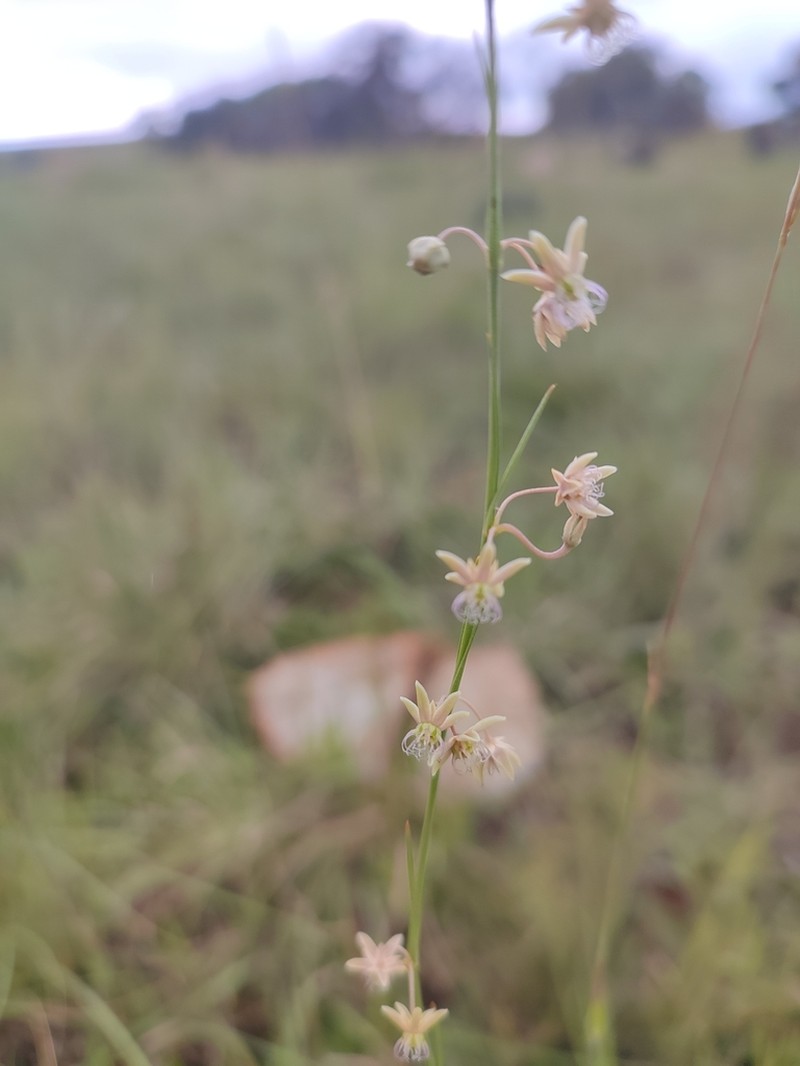 Aspidoglossum araneiferum