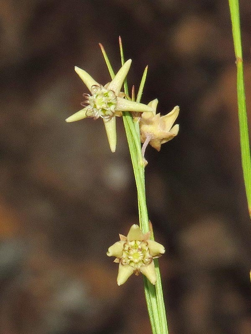 Aspidoglossum araneiferum photo 2