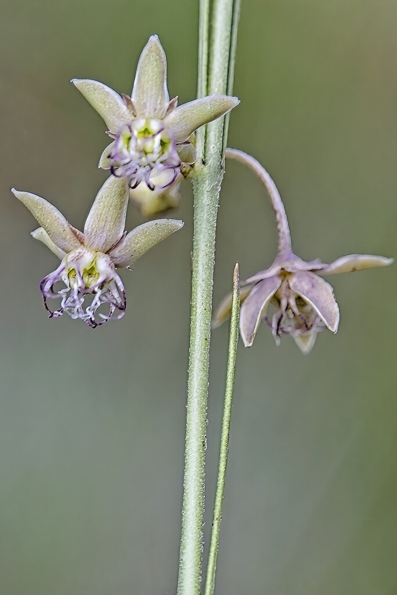 Aspidoglossum araneiferum photo 3