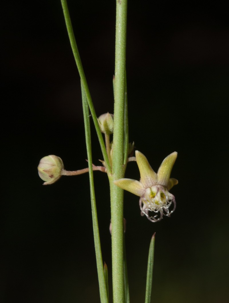 Aspidoglossum araneiferum photo 4