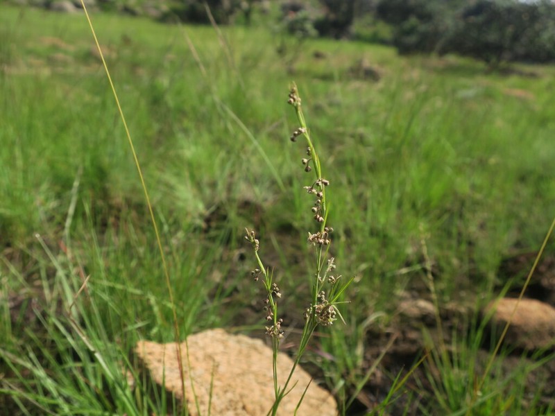 Aspidoglossum araneiferum photo 5