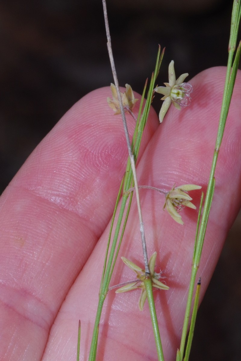 Aspidoglossum araneiferum photo 6