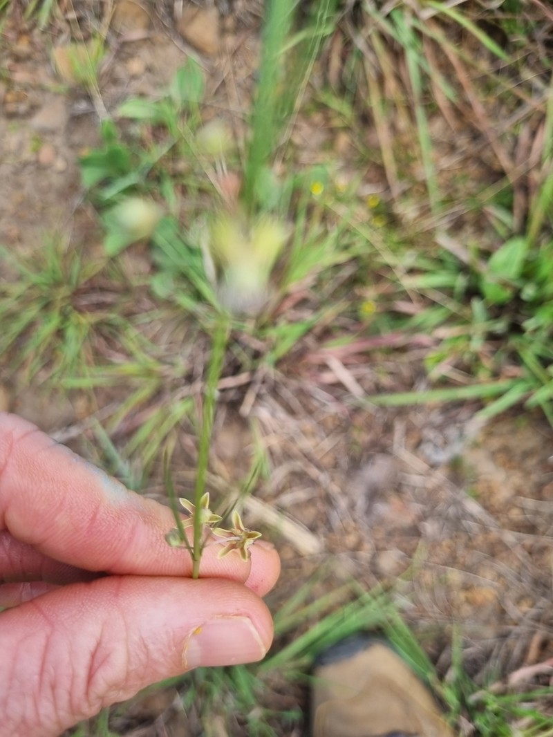 Aspidoglossum araneiferum photo 7