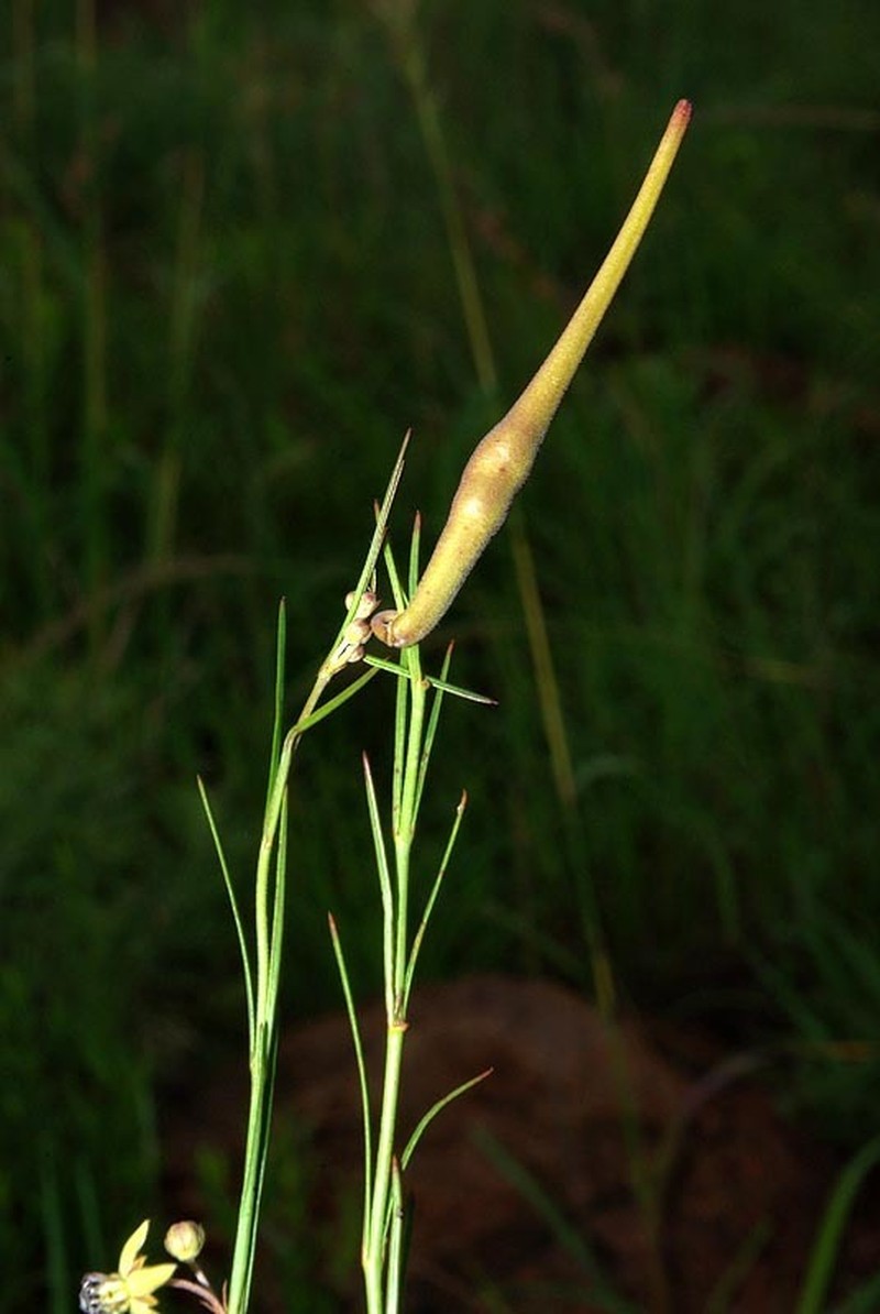 Aspidoglossum araneiferum photo 8