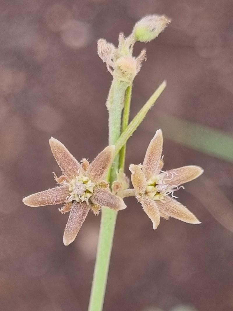 Aspidoglossum biflorum