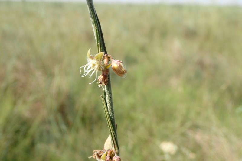 Aspidoglossum biflorum photo 2