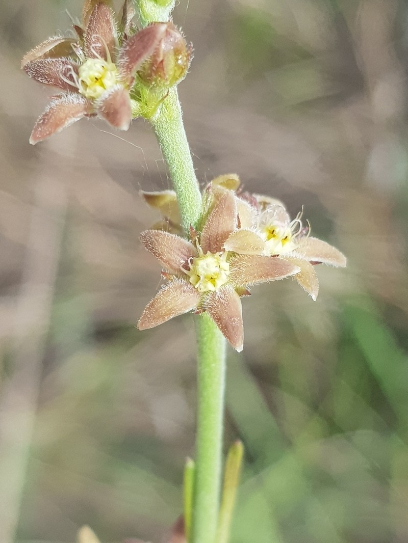 Aspidoglossum biflorum photo 3