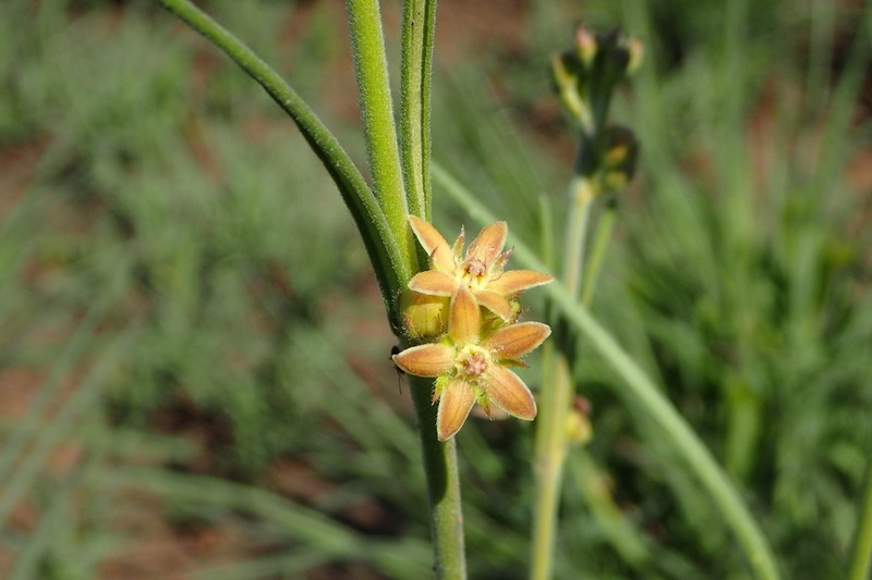 Aspidoglossum biflorum photo 4