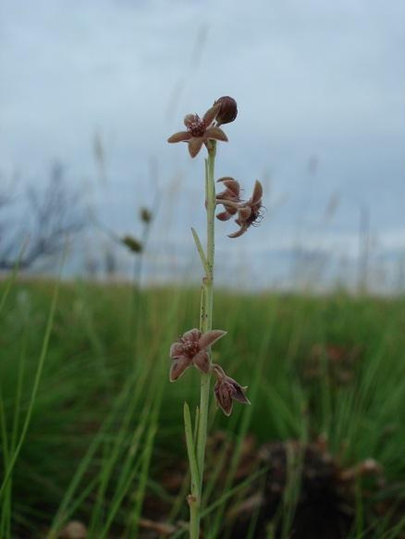 Aspidoglossum biflorum photo 5
