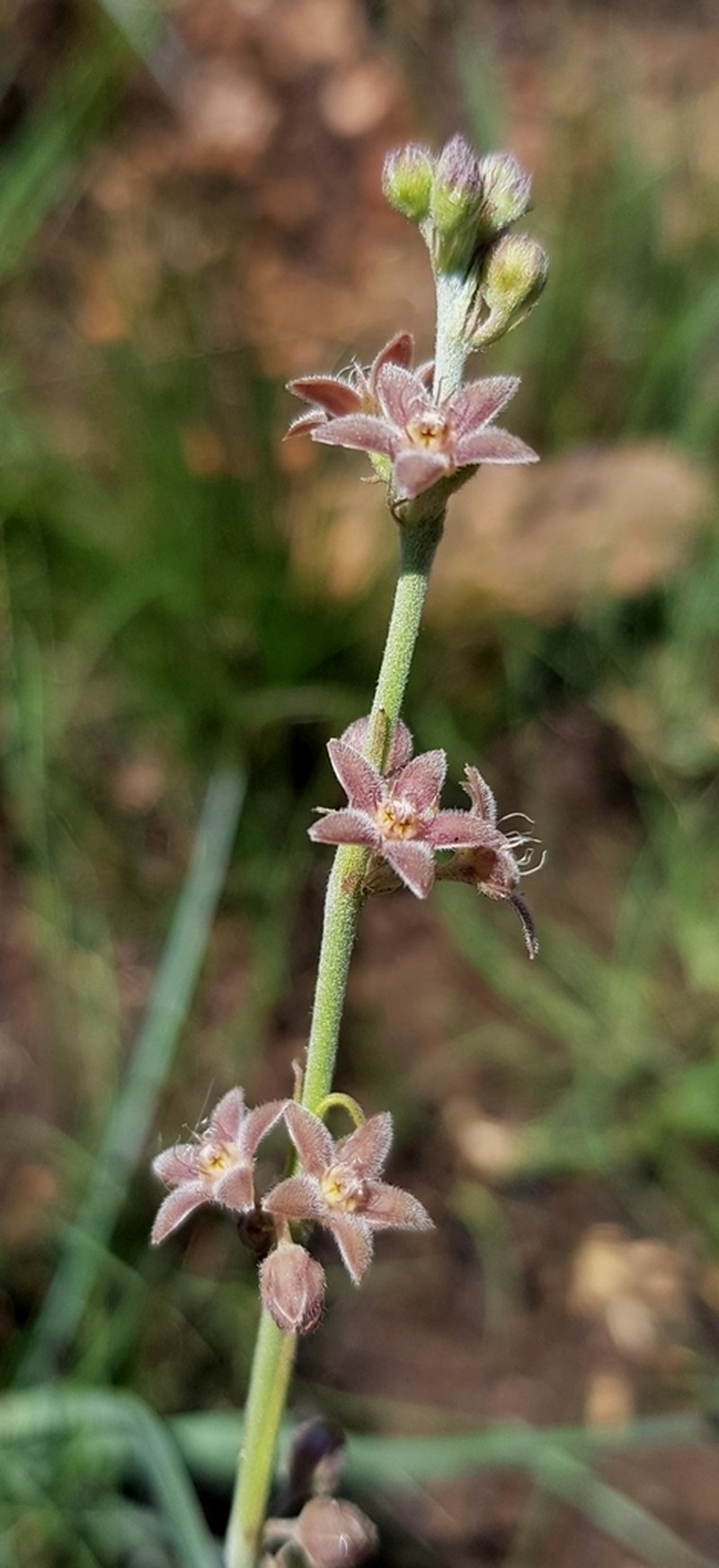 Aspidoglossum biflorum photo 6