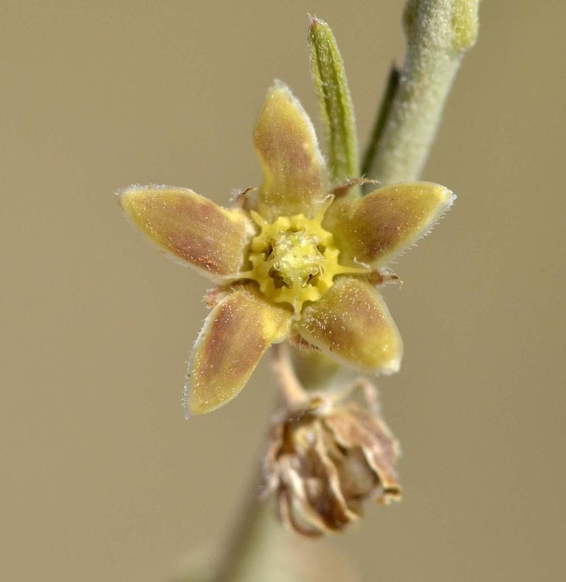 Aspidoglossum biflorum photo 7