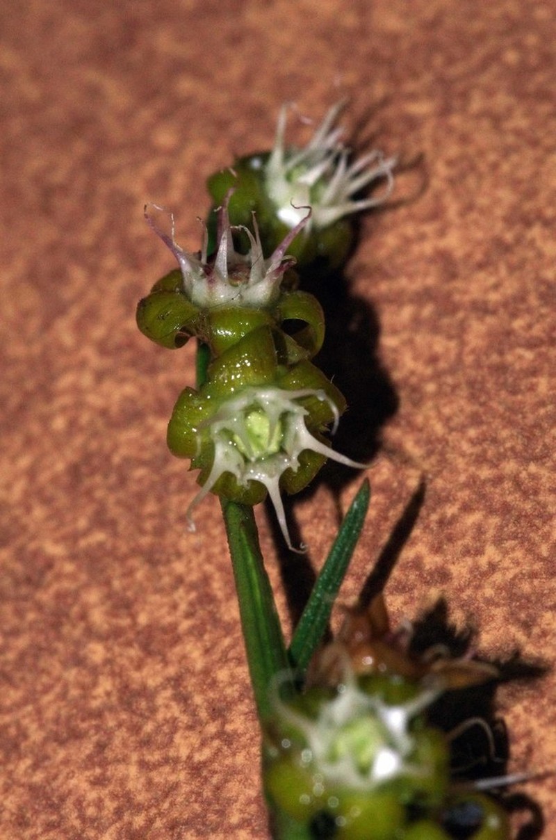 Aspidoglossum biflorum photo 8