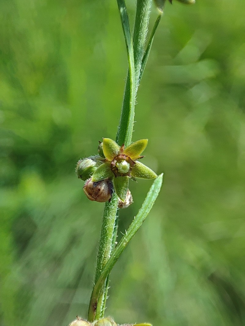 Aspidoglossum carinatum