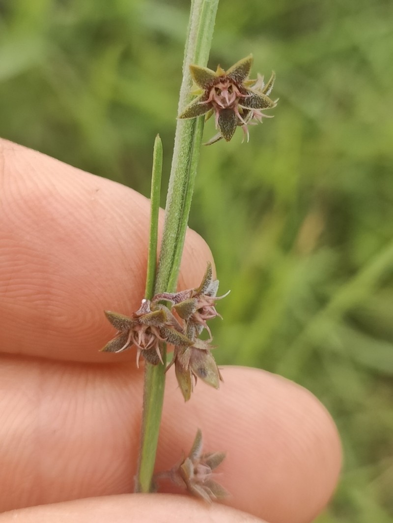 Aspidoglossum carinatum photo 2