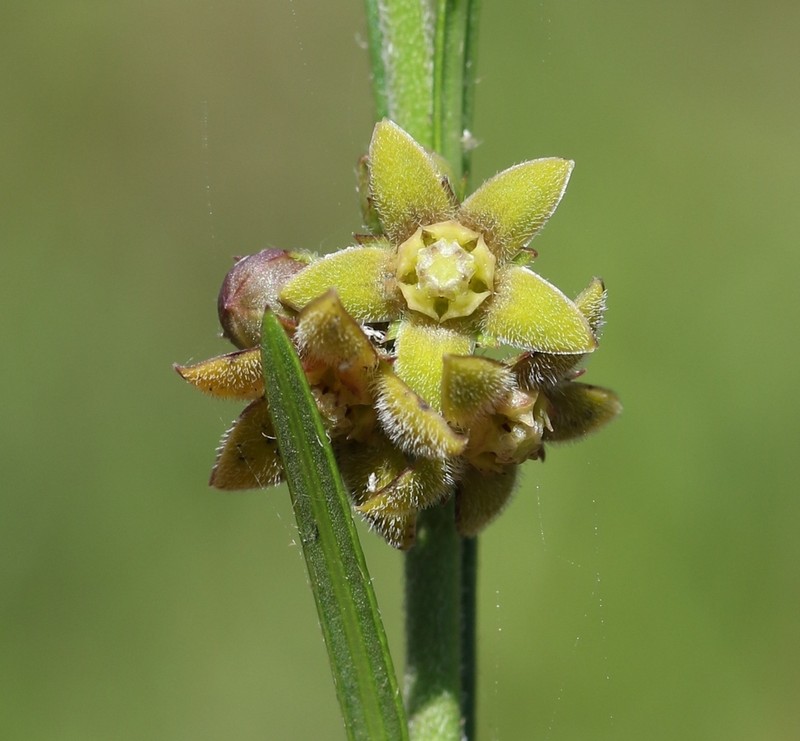 Aspidoglossum carinatum photo 3