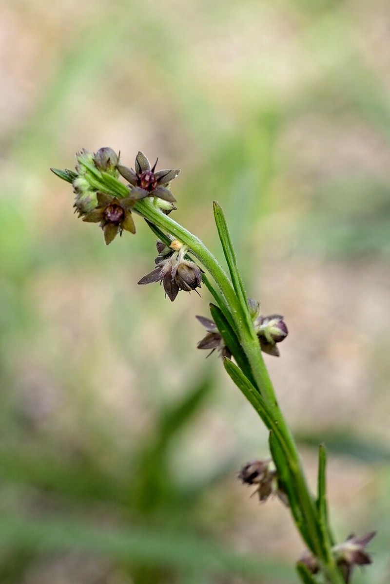 Aspidoglossum carinatum photo 4