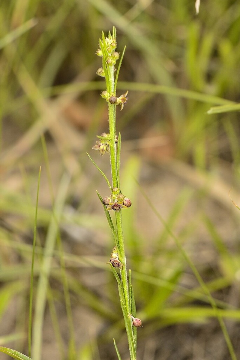 Aspidoglossum carinatum photo 5