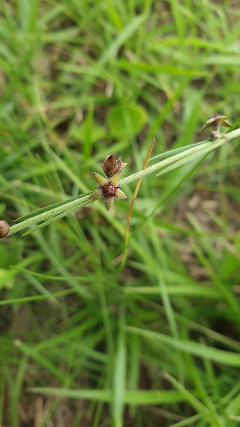 Aspidoglossum carinatum photo 6