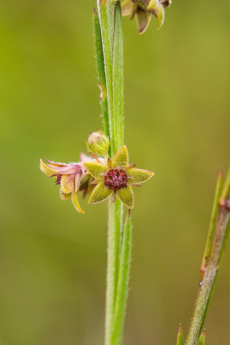 Aspidoglossum carinatum photo 7