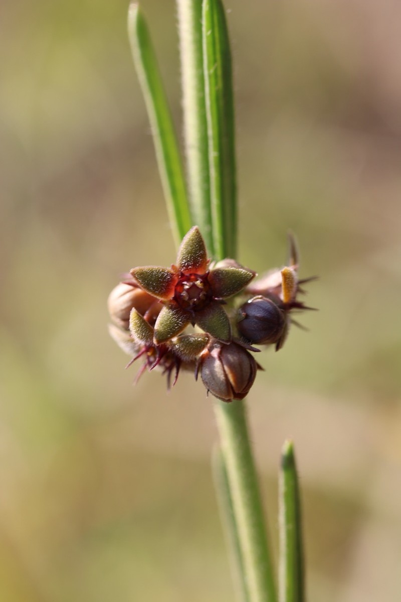 Aspidoglossum carinatum photo 8