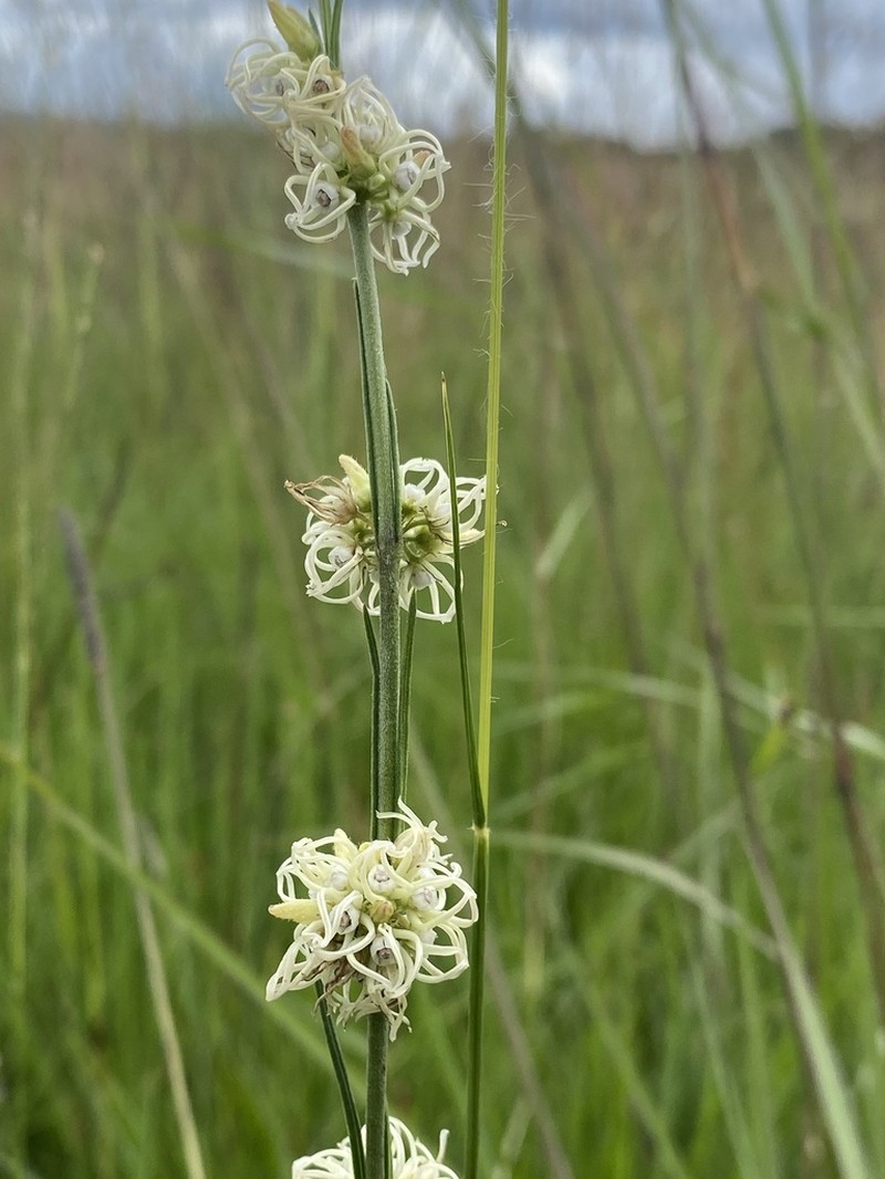 Aspidoglossum connatum