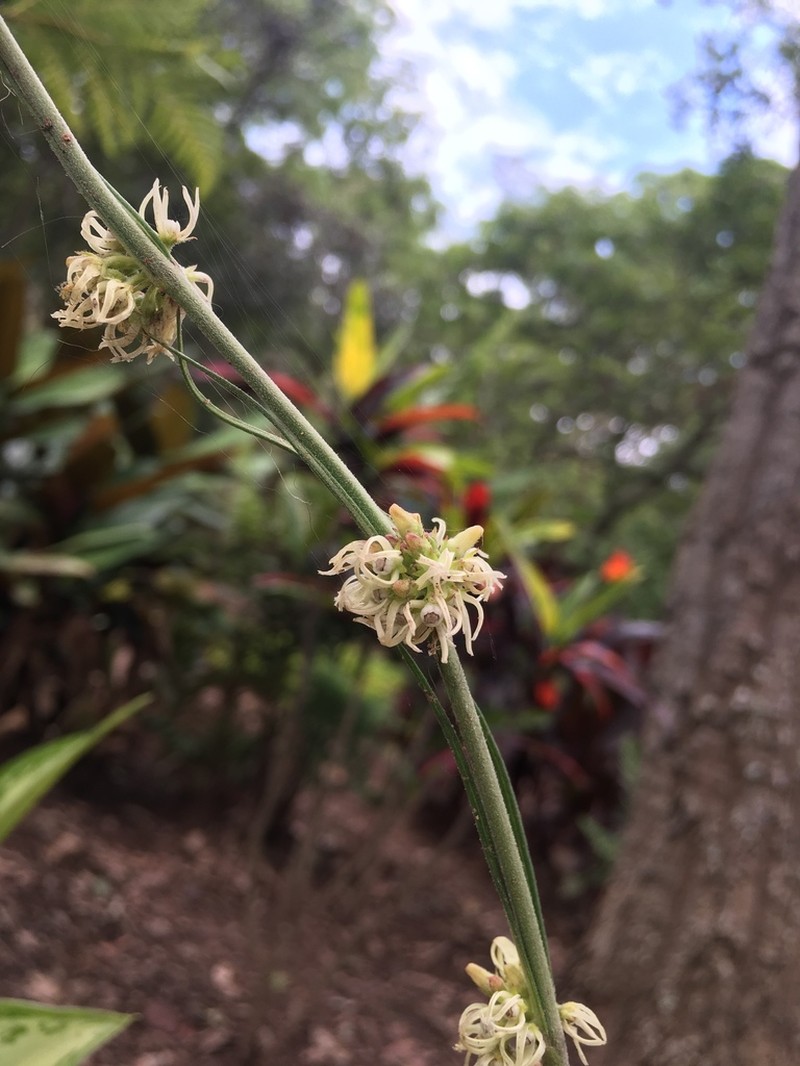 Aspidoglossum connatum photo 2