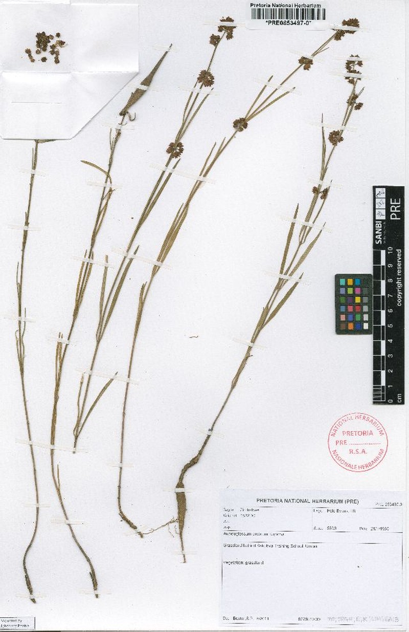 Aspidoglossum crebrum