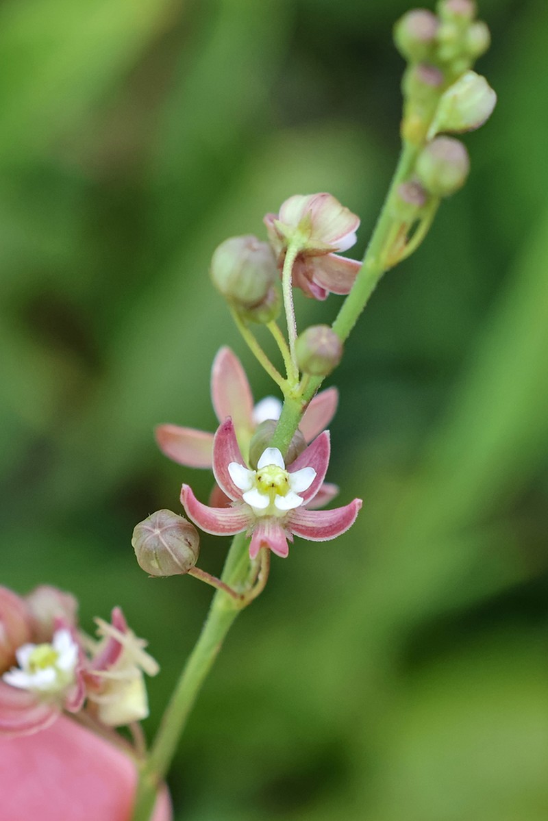 Aspidoglossum delagoense